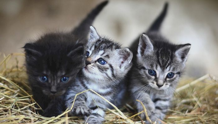 Bagaimana Hukum Menguburkan Kucing yang Mati, Terutama Karena Ketabrak? Berikut Ini Jawabannya