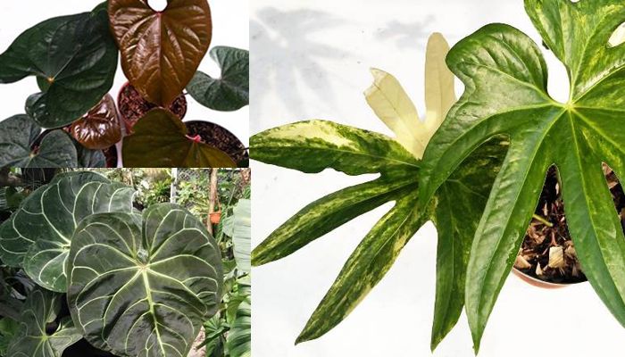 4 Jenis Tanaman Hias Anthurium yang Pernah Naik Daun, Bagaimana Nasibnya Kini?