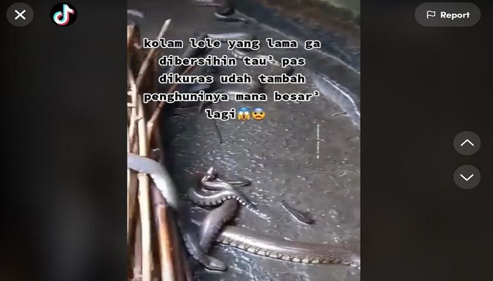 Ngeri, Lama tak Dibersihkan, Kolam Lele Ini Jadi Sarang Ular!