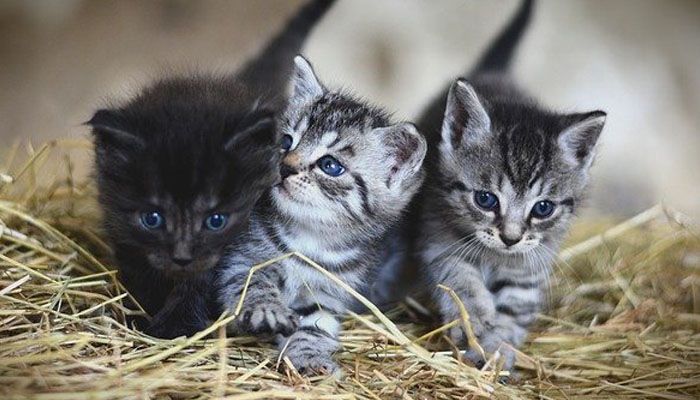 Yuk Pahami Zoonosis, Penyakit yang Menular dari Hewan ke Manusia dan Cara Pencegahannya