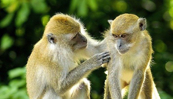 Cacar Monyet Mewabah, Begini Cara Mencegah Penularan versi WHO