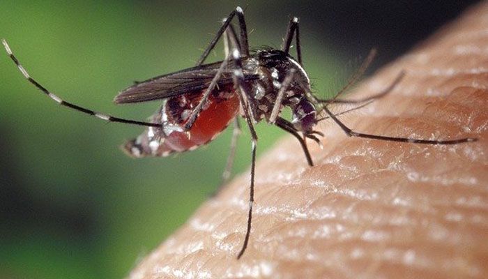 Waspada, Kasus DBD di Kota Bandung Meningkat, 8 Orang Meninggal Dunia