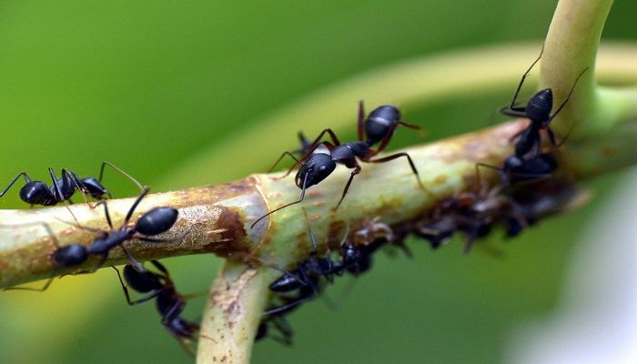 Cara paling Mudah Menyingkirkan Semut dari Tanaman dalam Pot