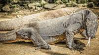 Mahal! Tiket Kunjungan Wisatawan ke Pulau Komodo, Begini Alasan Kementerian Lingkungan Hidup