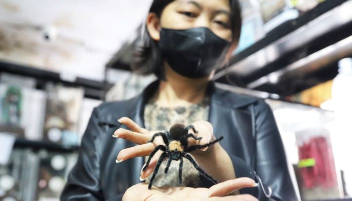 Kisah Sukses Wanita Bandung Bisnis Tarantula, 15 Kali Disengat Dapat Cuan hingga Rp20 Juta