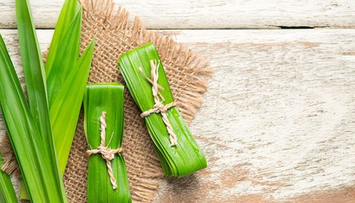 Bukan Mitos, Segera Tanam Daun Pandan di Rumah Pasti Untung Banyak, Cek Manfaatnya di Sini 