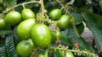 Mampu Lawan Infeksi hingga Virus, Ini 10 Manfaat Buah Matoa