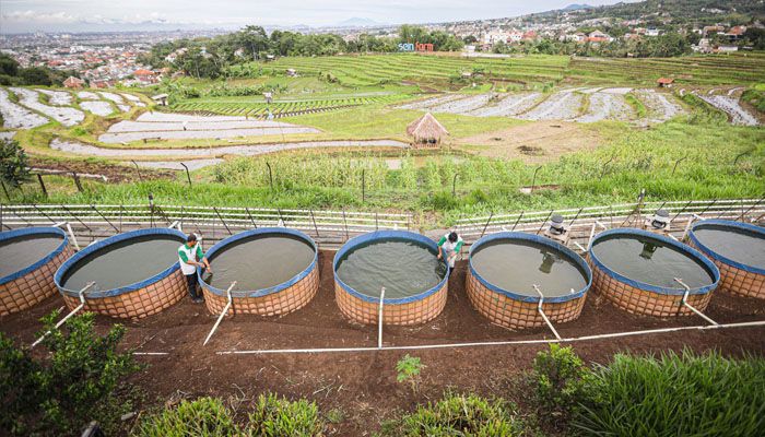 Bandung Menanam Jilid IV, Pemkot Tanam 50.000 Pohon Produktif dan Bentuk Kampung Tematik