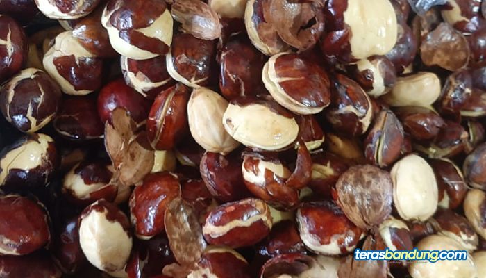 15 Manfaat Jengkol bagi Kesehatan dari Menyehatkan Jantung Hingga Mencegah Diabetes
