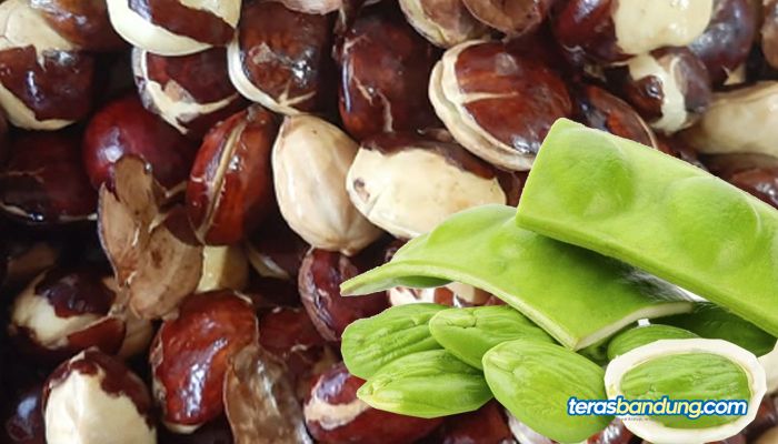 Ini yang Akan Terjadi pada Tubuh Bila Makan Jengkol dan Petai Secara Bersamaan