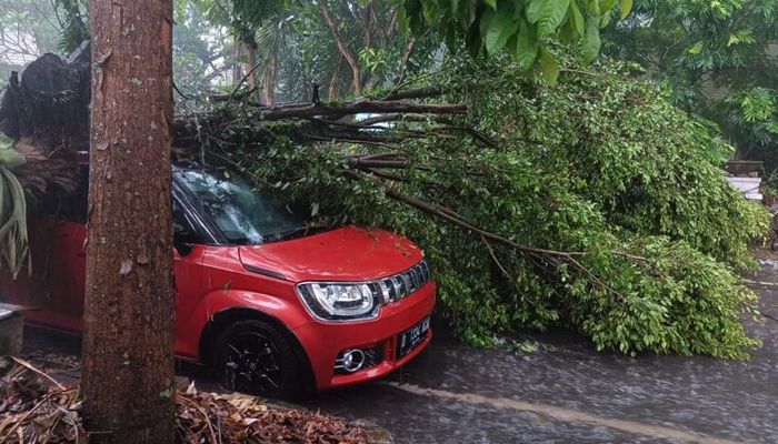 Musim Penghujan Cuaca Ekstrem, Hindari Parkir di Bawah Pohon