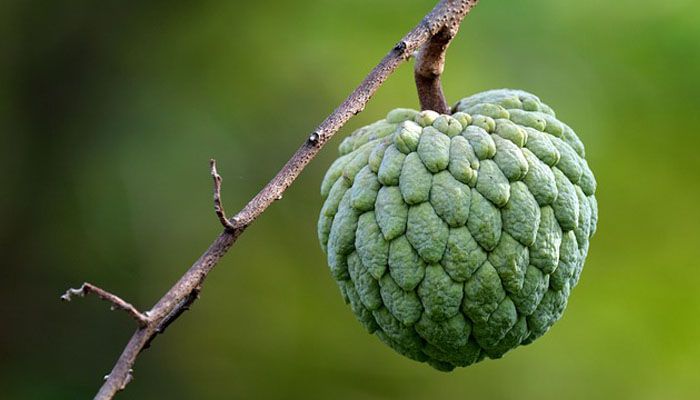 Jarang Diketahui! Ini 5 Manfaat Konsumsi Buah Srikaya Bagi Kesehatan, Bisa Cegah Sakit Jantung