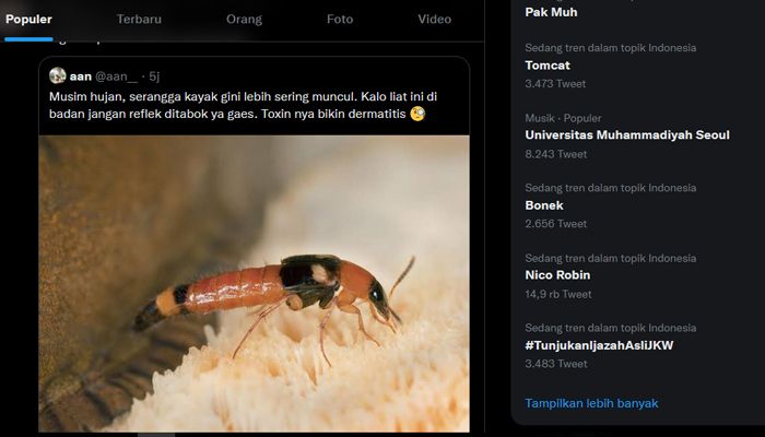 Masih Ingat Tomcat? Kini Trending Lagi, Apakah Menyerang Masyarakat Lagi? Cek di Sini Cara Mengobatinya