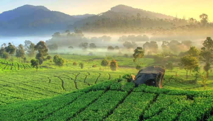 6 Tempat Wisata Perkebunan Teh Terbaik di Indonesia, Jawa Barat Nomor Satu