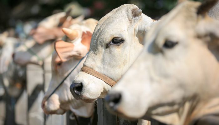 Daftar Terbaru Harga Hewan Qurban 2023 di Bandung