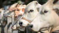 Daftar Terbaru Harga Hewan Qurban 2023 di Bandung