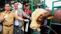 Sapi Limosin Pesanan Presiden Jokowi Dibeli dari Peternakan Cibiru Bandung, Beratnya Sampai 1 Ton Lebih