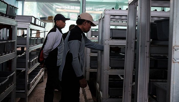 Manfaatkan Maggot, Kelurahan Rancabolang Mampu Olah Sampah Organik 2 Ton per Hari
