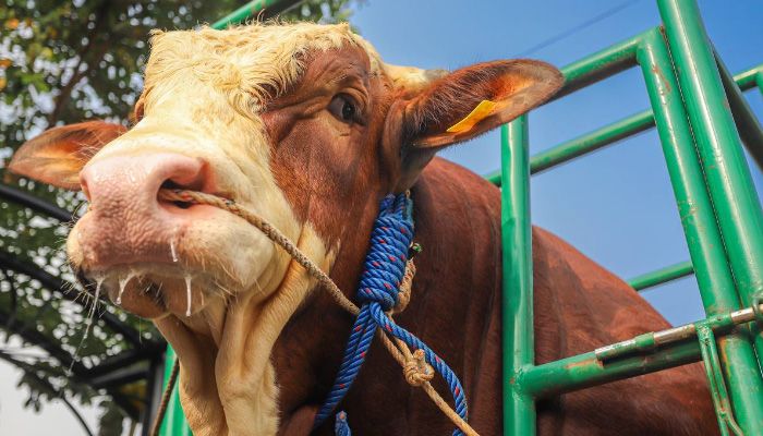 Presiden Jokowi Pilih 3 Sapi Simental dan Limosin Asal Kota Bandung