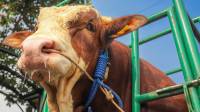Presiden Jokowi Pilih 3 Sapi Simental dan Limosin Asal Kota Bandung