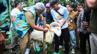 Jelang Hari Raya Iduladha, Wali Kota Bandung Turun Langsung Tinjau Pemeriksaan Ante Mortem Hewan Kurban