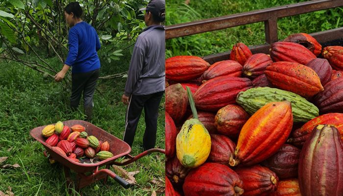 Kolaborasi ITB–ITS–UGM Hadirkan Fermentor IoT, Mampu Meningkatkan Efisiensi Fermentasi Kakao di Indonesia