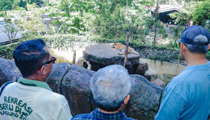 Tragedi Anak Harimau Bongkar Masalah Serius di Kebun Binatang Bandung