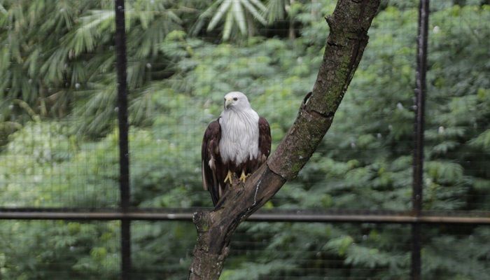Kebun Binatang Bandung tak Sekadar Tempat Wisata, Jadi Bagian Tradisi Warga Jabar