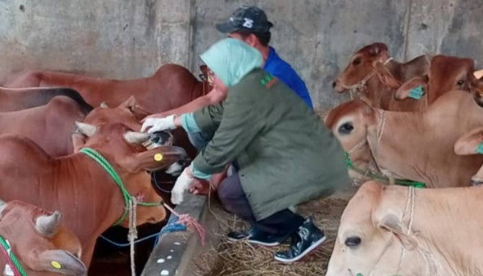 Jelang Iduladha 2026, Pemkot Bandung Siapkan Sistem Canggih Cek Hewan Kurban