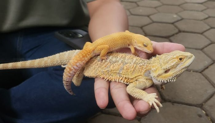Komunitas Reptil Bandung Gencarkan Edukasi, Ubah Stigma Masyarakat terhadap Reptil