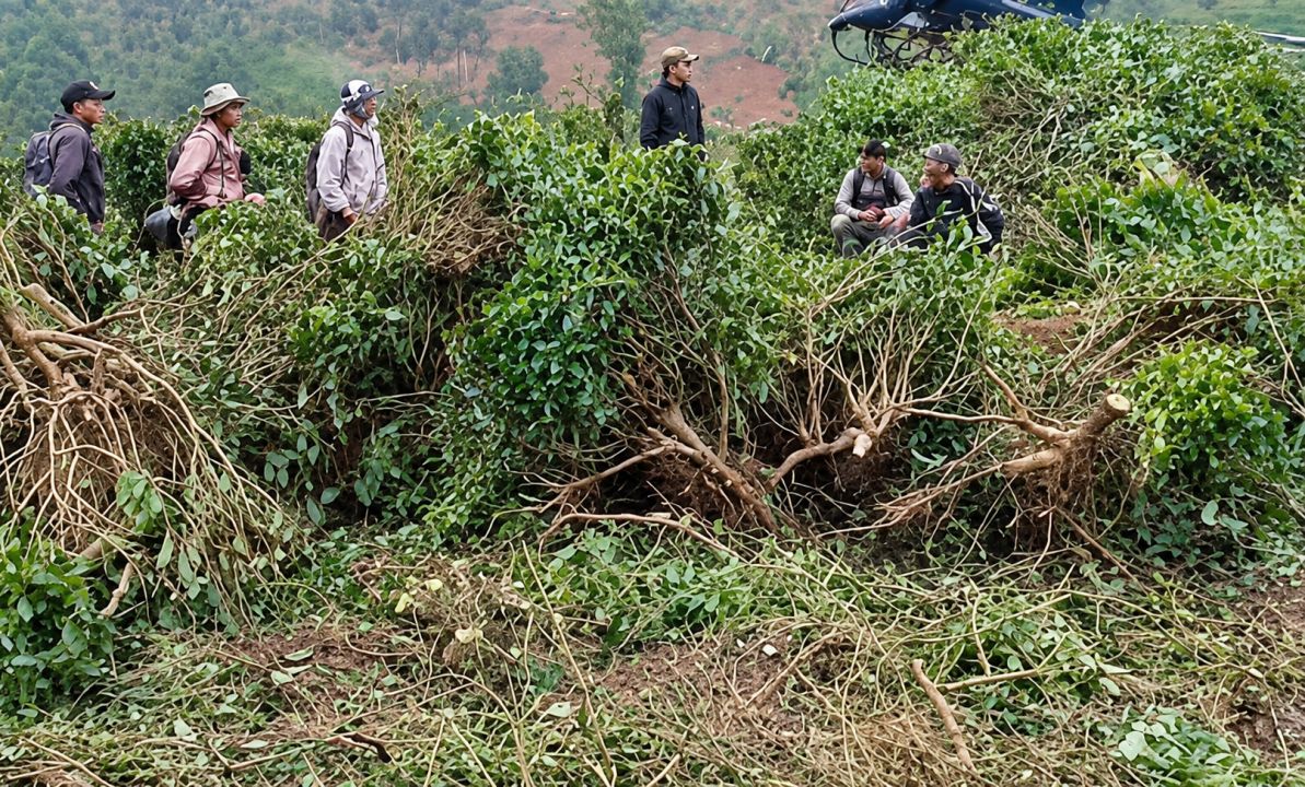 Viral Perusakan Kebun Teh Pangalengan, 5.000 Pohon Rusak hingga Polisi Tangani Laporan Silang